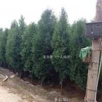 侧柏出售、1.5-2米侧柏、各种绿化苗木出售